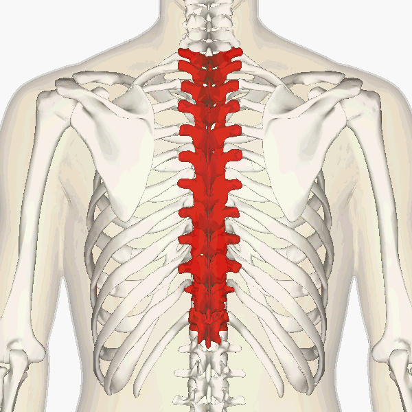 Anatomía de la zona dorsal de la caja torácica o tórax
