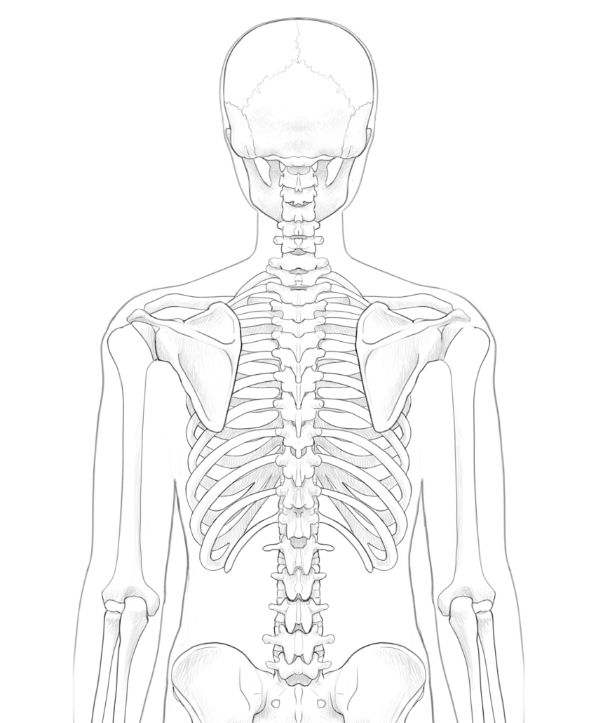 Escápulas: vista posterior del esqueleto humano
